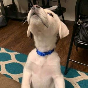 Meet your Posher, Lynn